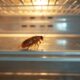 Rodents, Cockroaches, and Public Health: Why We Must Protect Access to Pest Control Tools