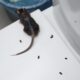 More Than A Nuisance, Pests Are Wreaking Havoc on Agricultural Lands, Homes and Businesses