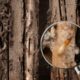 Los Angeles and Other Key Cities Are in the Termite Red Zone