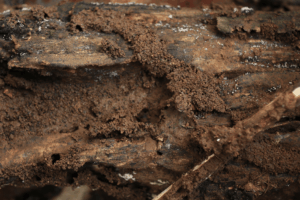 Pest Management Is a Public Necessity, Not a Luxury