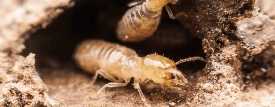 One Whole-Structure Solution for Multiple Hidden Pests